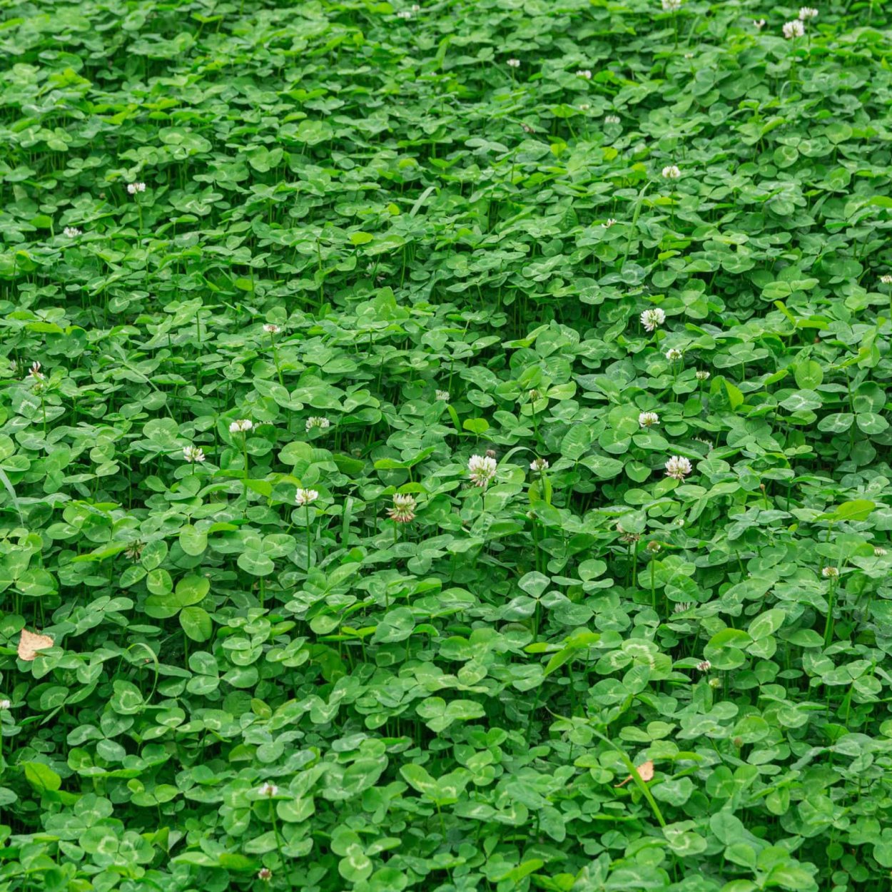 Клевер белый Ривендел