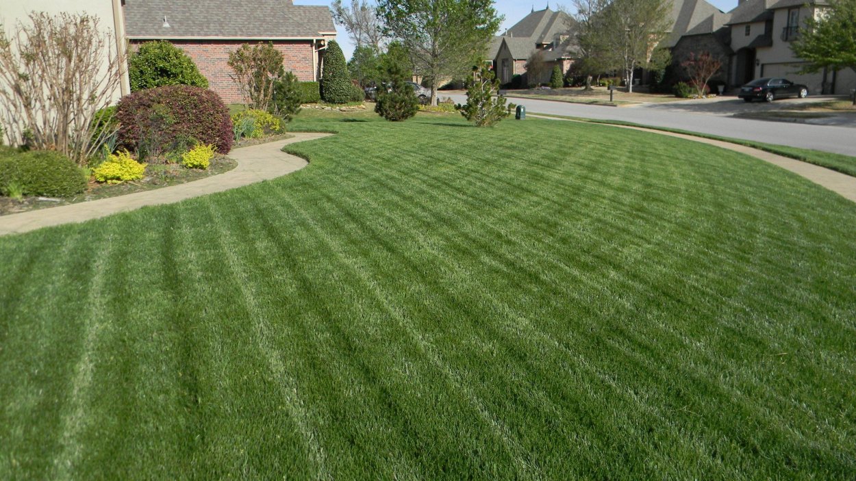 Цветы красного клевера (10 г)