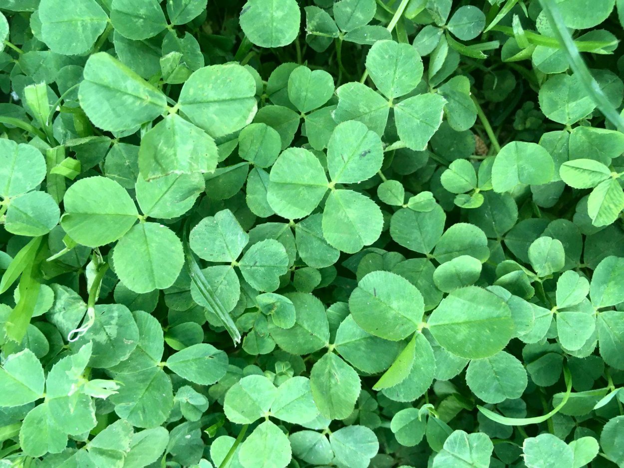 Клевер ползучий Ривендел