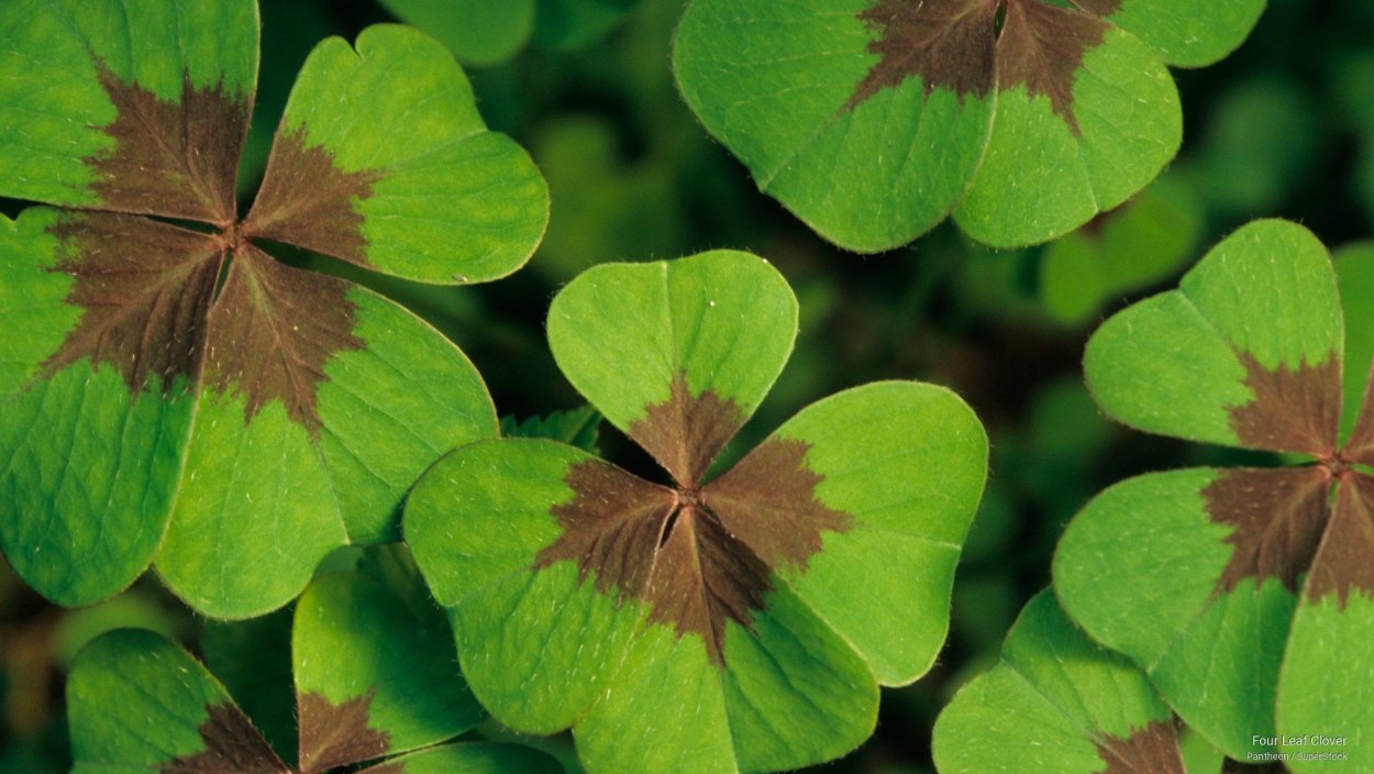 Четырехлистный Клевер Канада