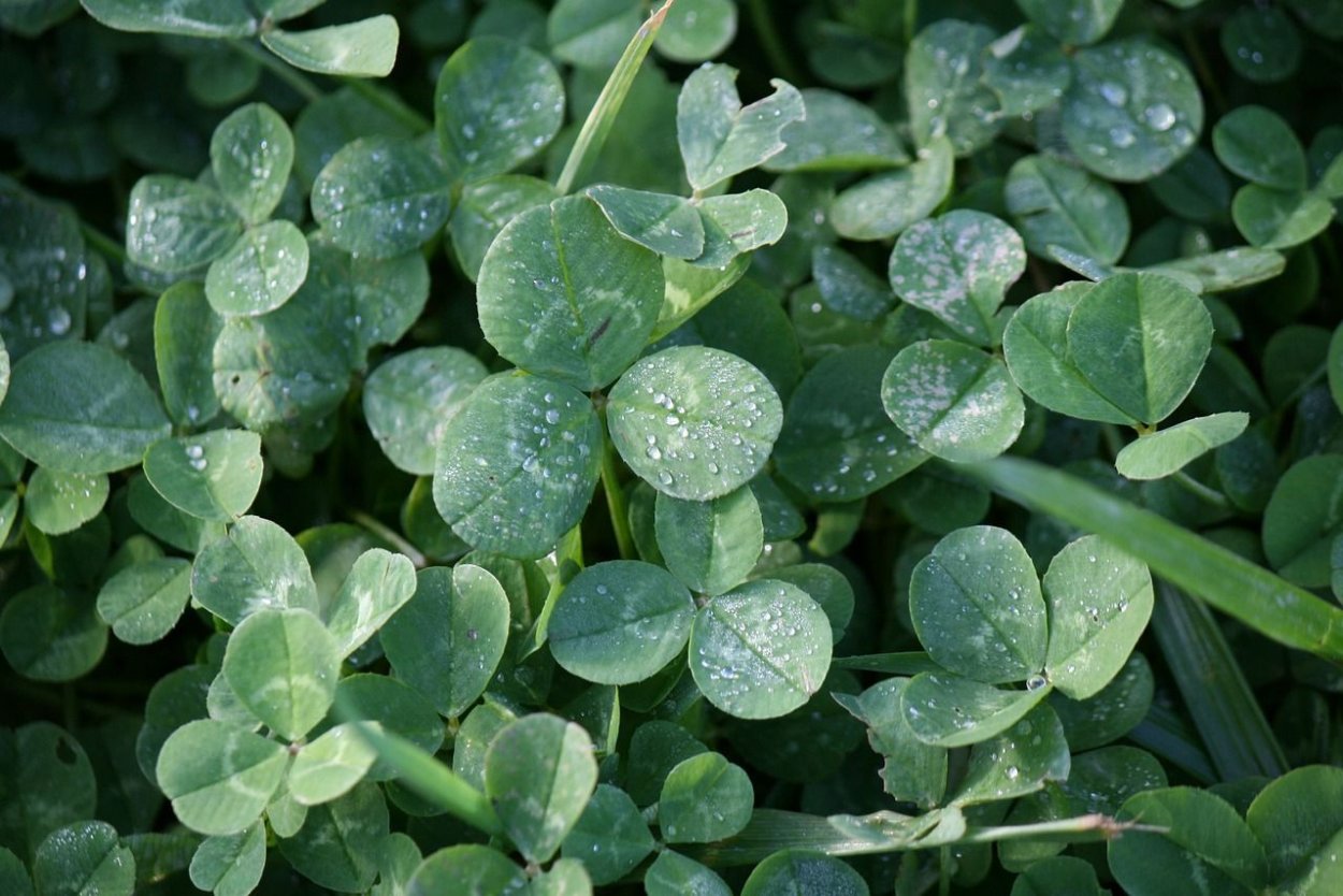 Газон Клевер белый ползучий