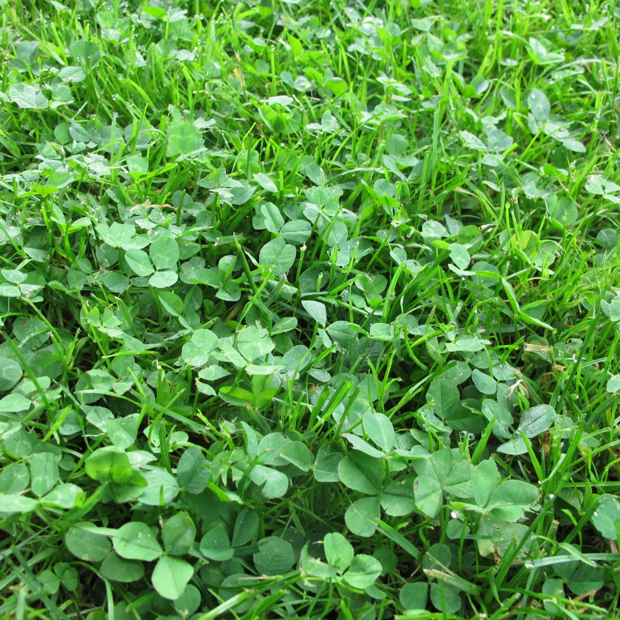 Газон микроклевер Ривенделл