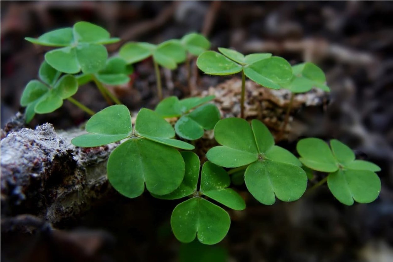 Клевер белый газонный ползучий