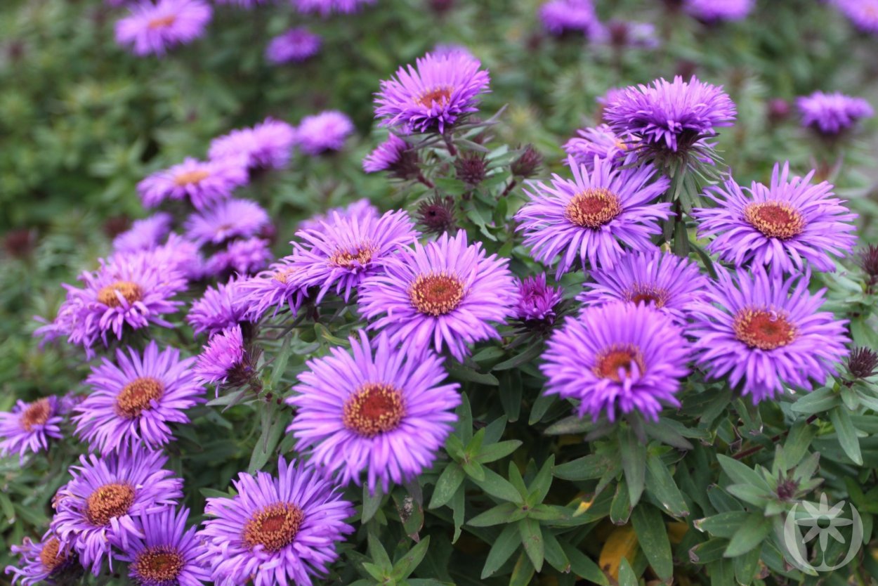 Астра новоанглийская (Aster Novae-angliae Purple Dome
