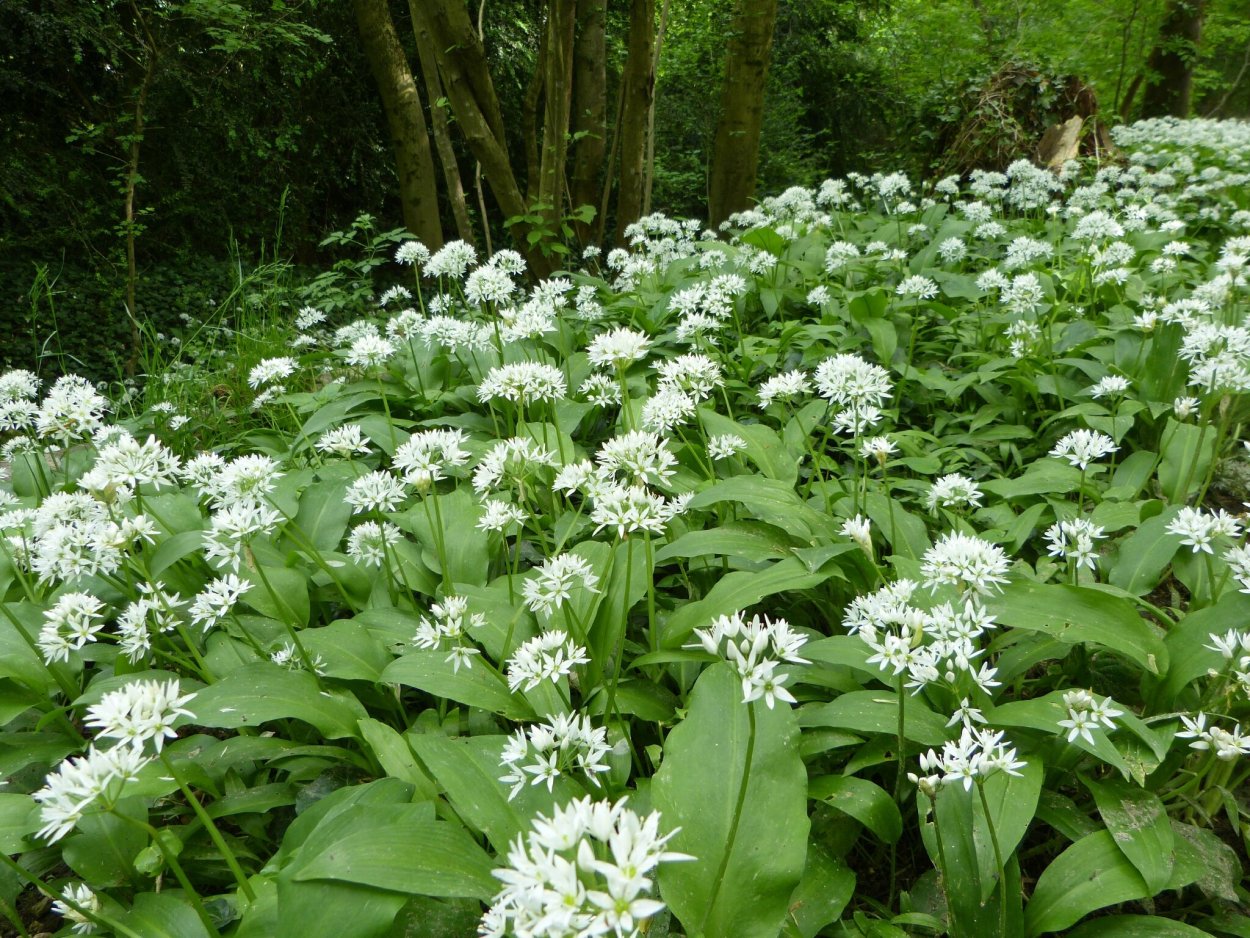 Астер цветок белый Луговой