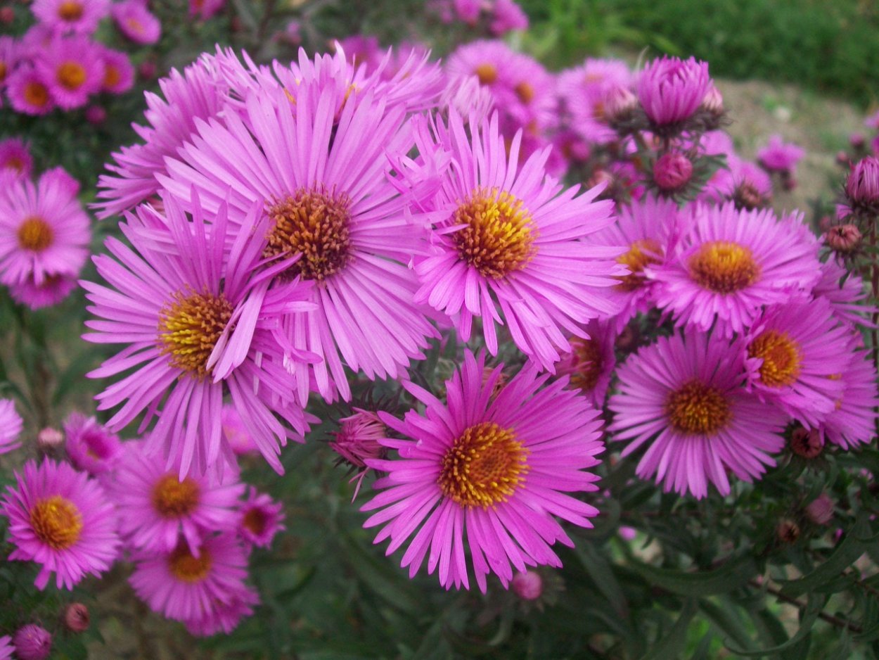 Астра новоанглийская (американская)