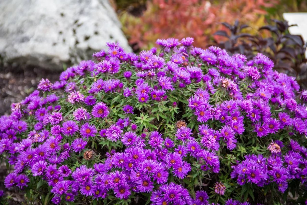 Астра многолетняя Пурпл Доум