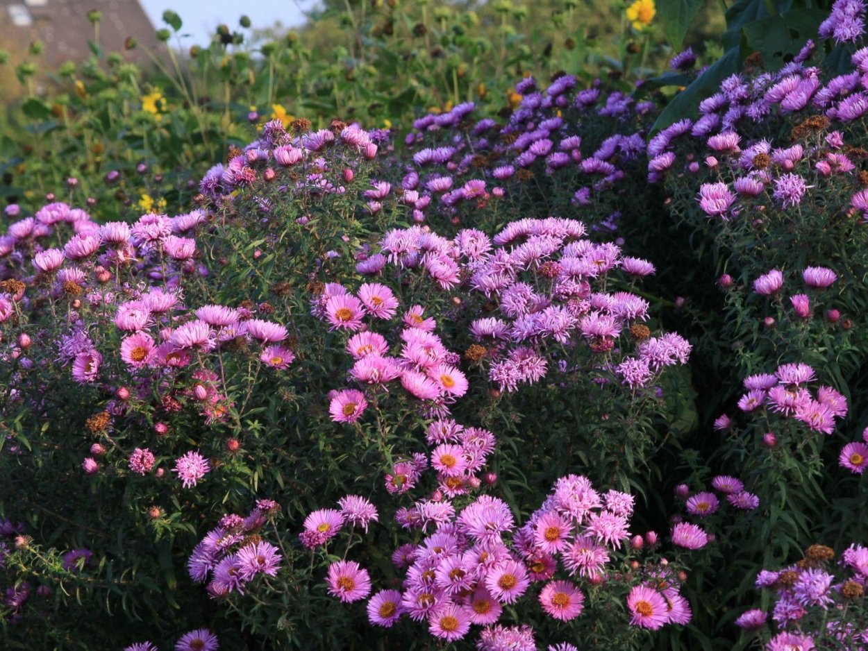 Астра новоанглийская Пурпл Доум