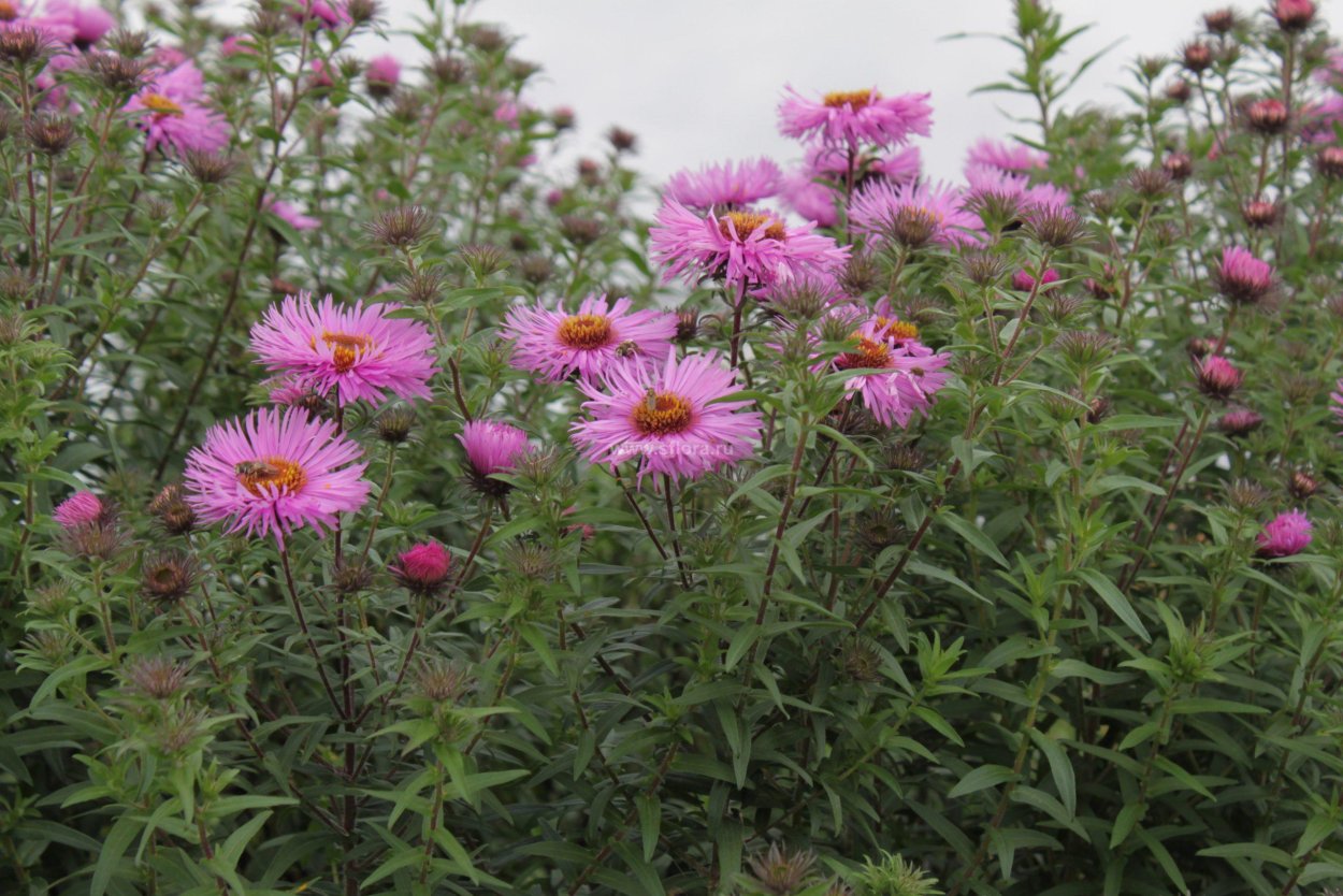 Астра новоанглийская Барс Пинк