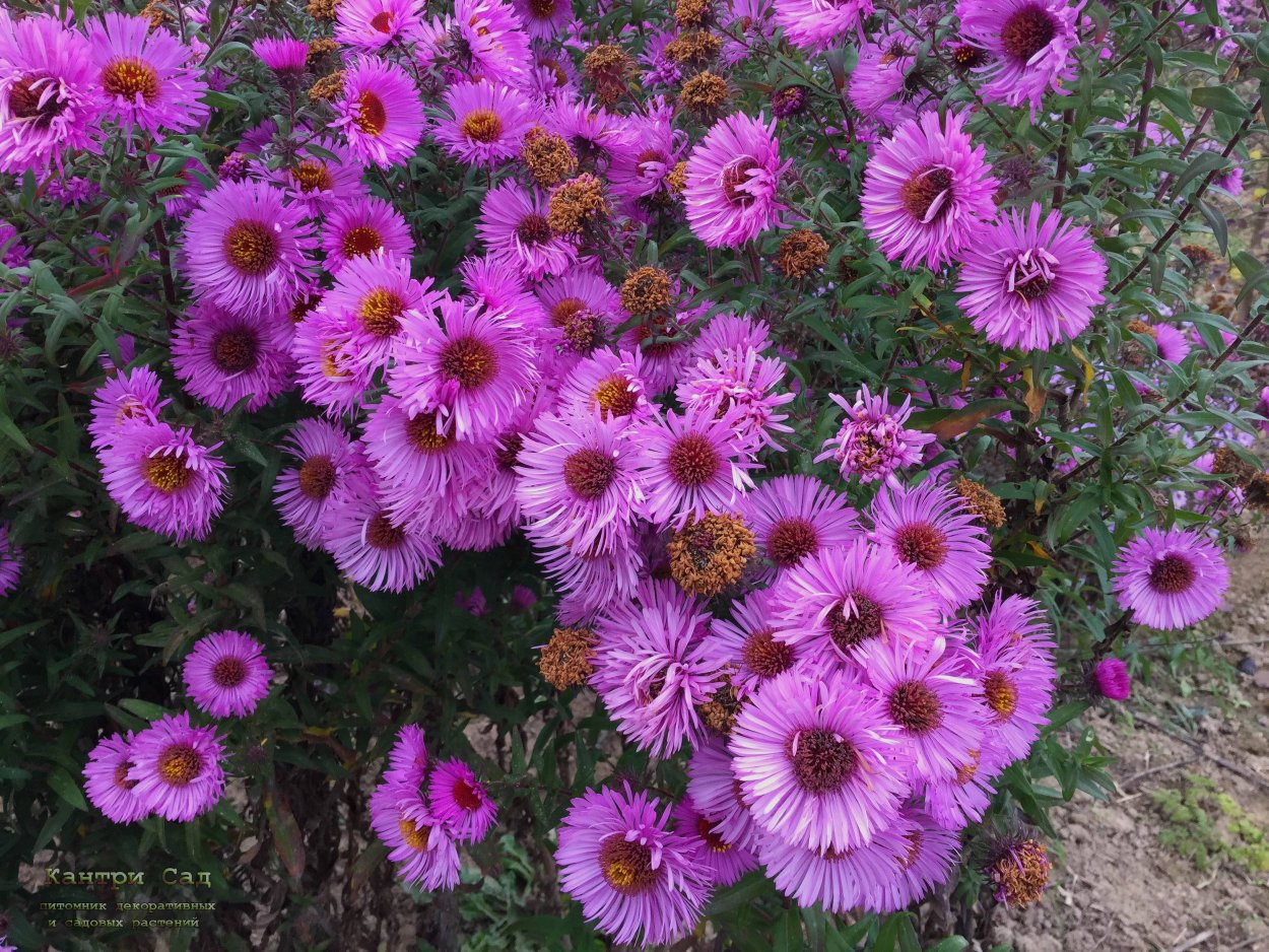 Астра Констанс многолетняя