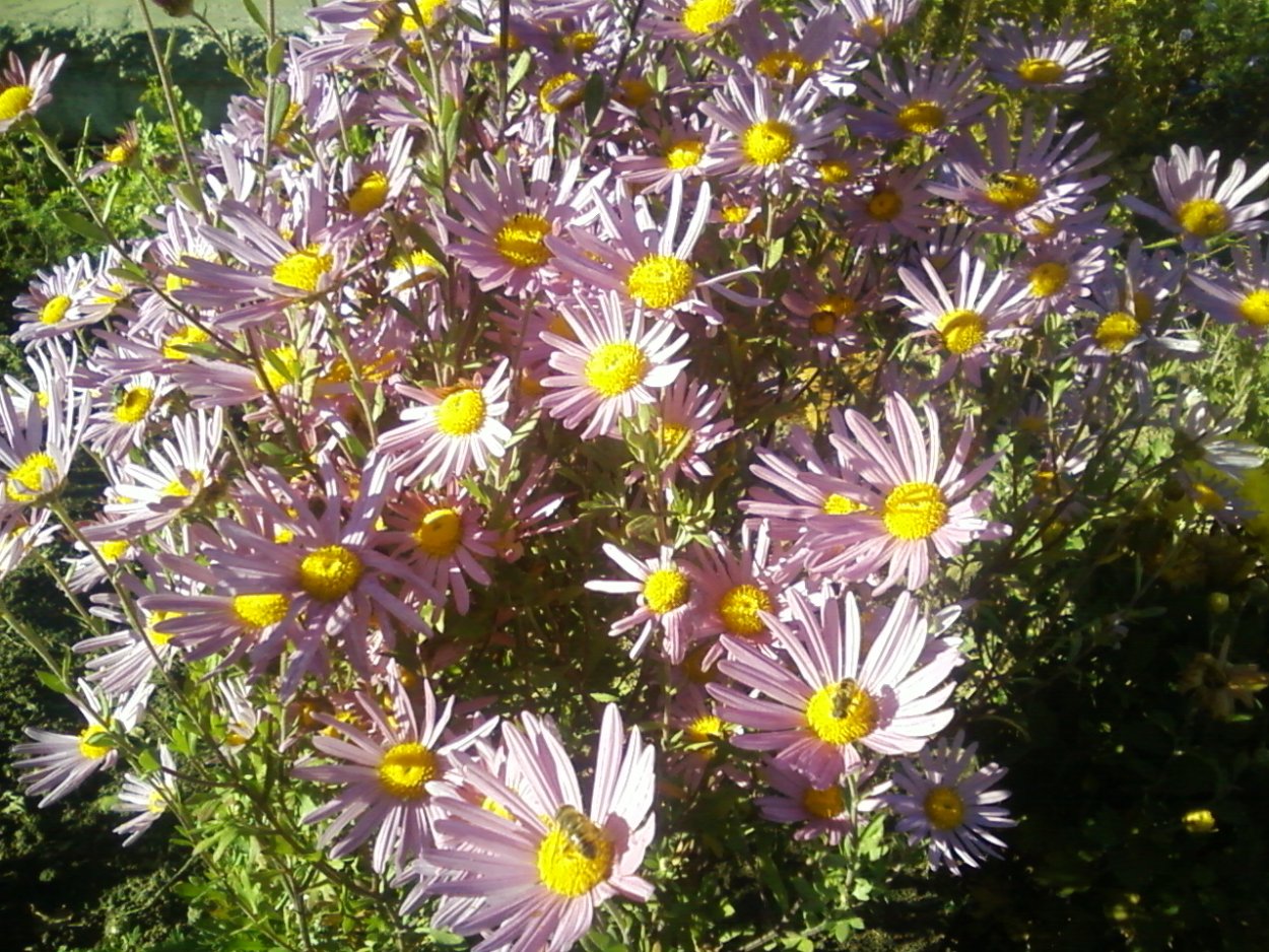 Астра новоанглийская Kvinton Menzis