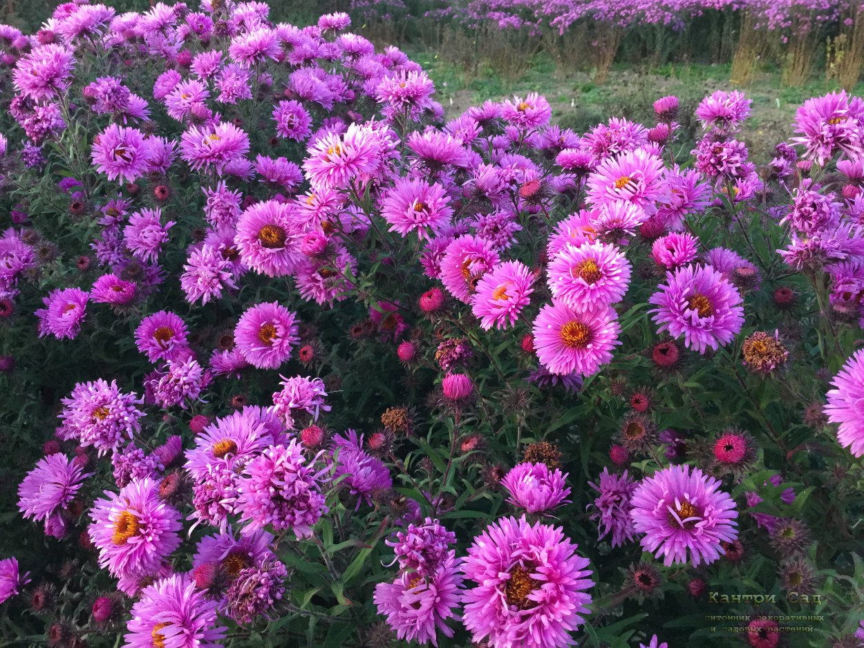 Астра многолетняя новобельгийская