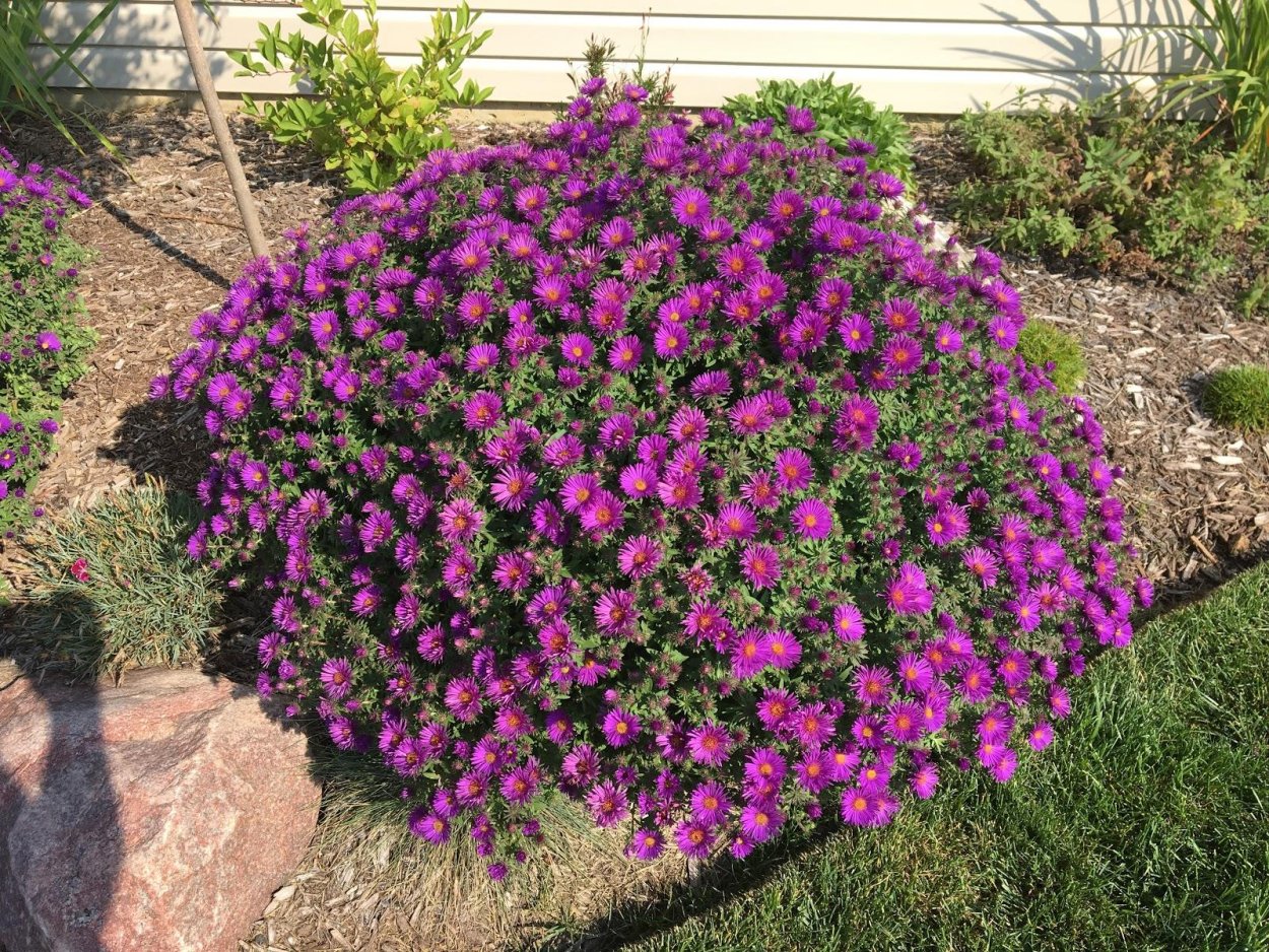 Астра новоанглийская Пурпл Доум