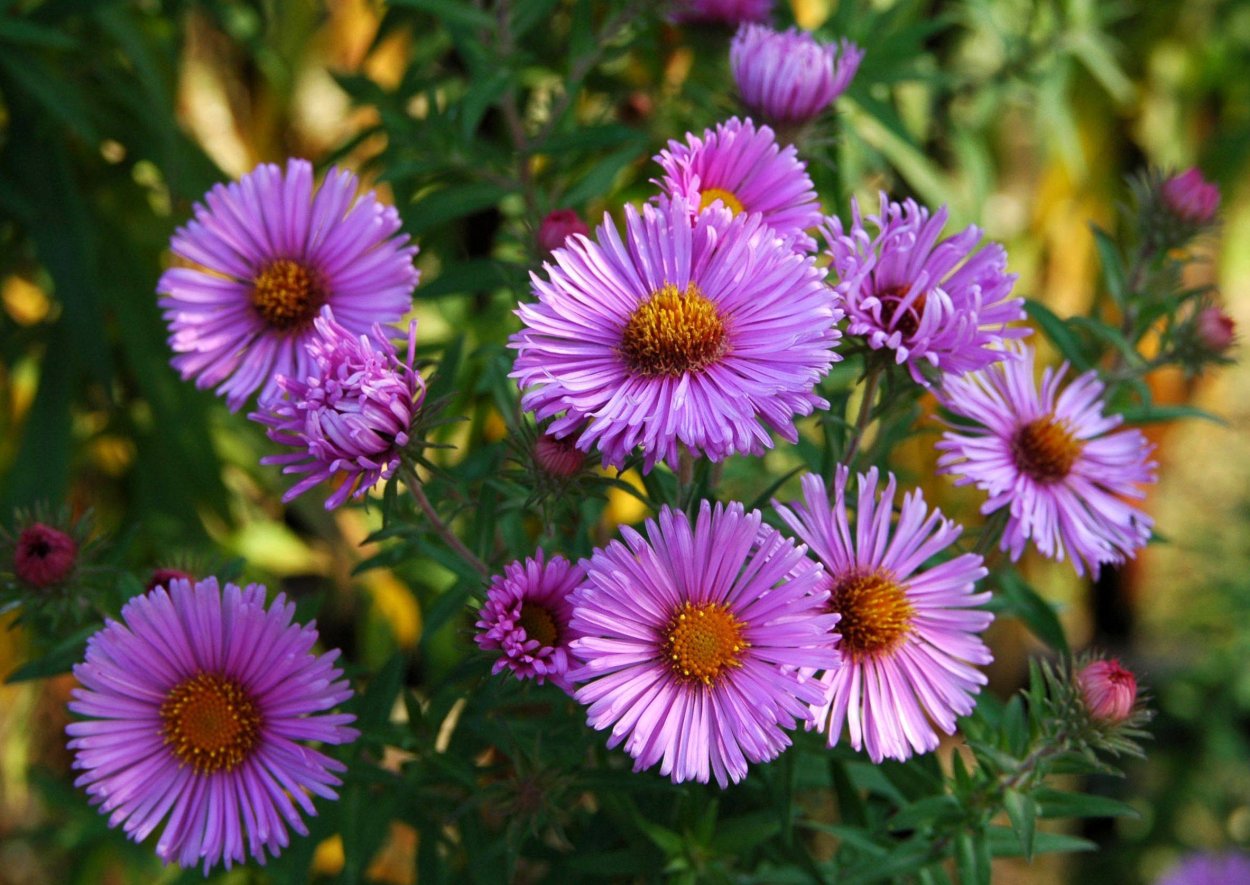 Астра многолетняя новоанглийская