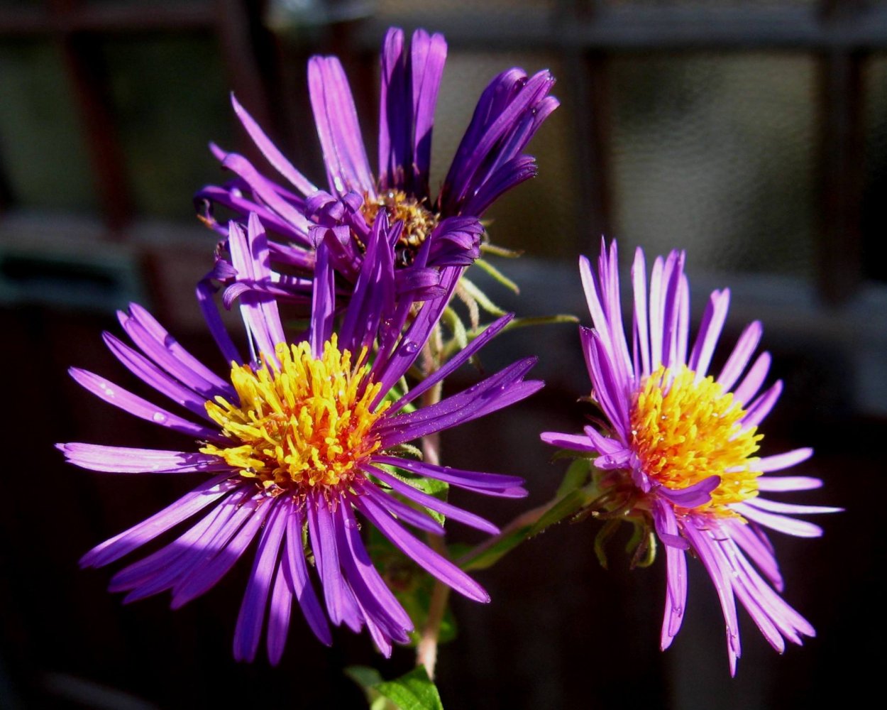 Астра новоанглийская Пурпл Доум