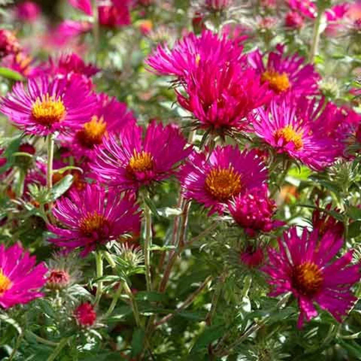 Астра новобельгийская Мари Баллард