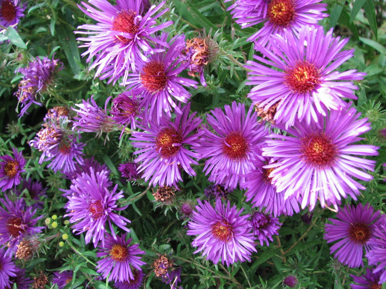 Астра новоанглийская Пурпл Доум