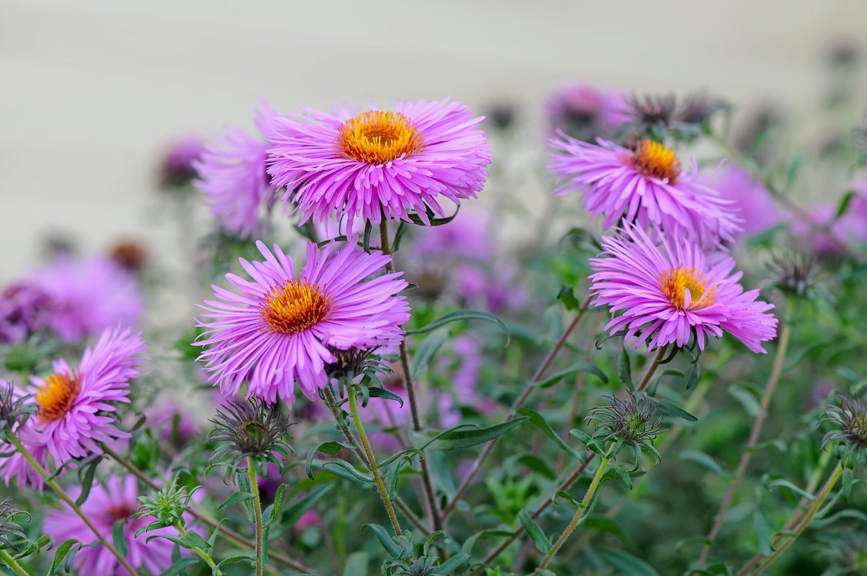 Астра новобельгийская Барс Пинк