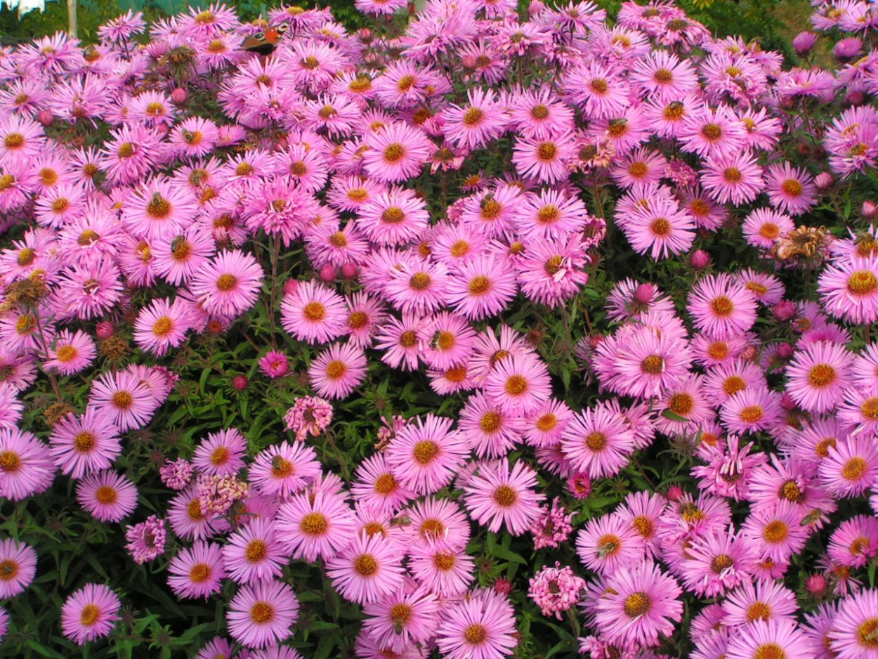 Астра многолетняя новоанглийская Люсида