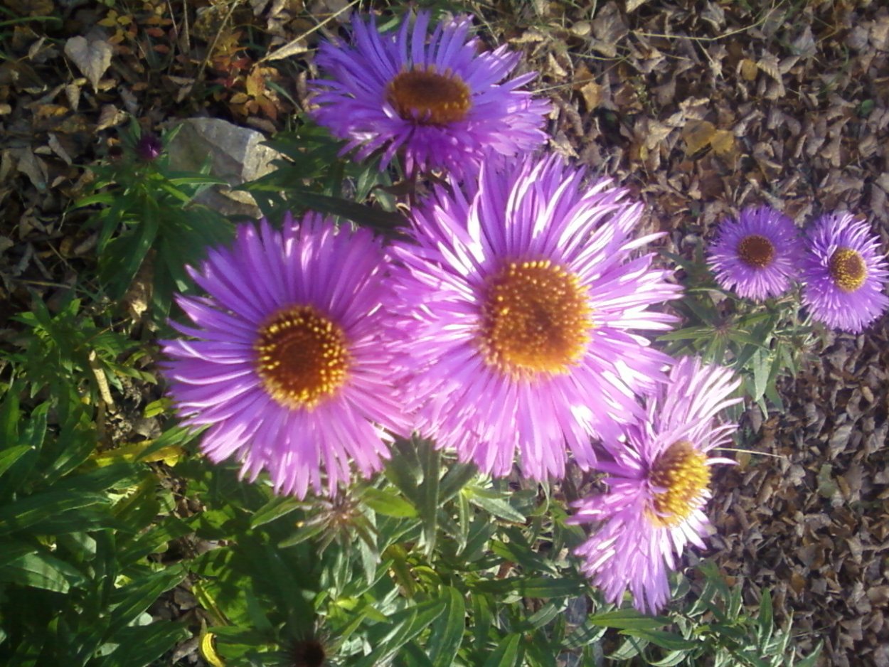 Астра новоанглийская Барс Пинк