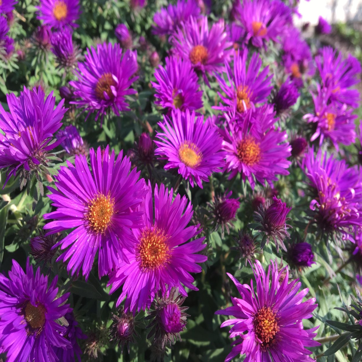 Астра новобельгийская Пурпл Доум