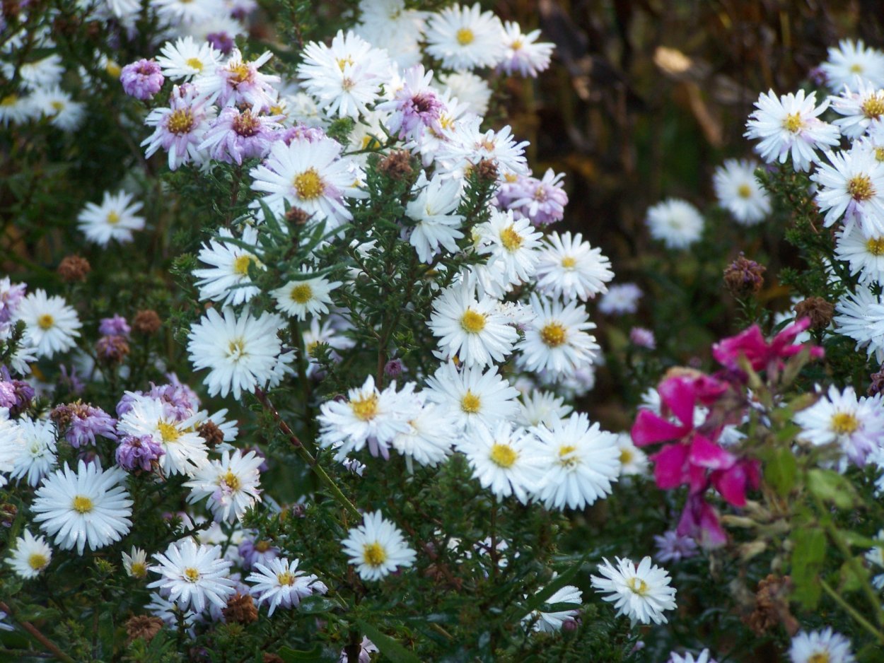 Астра новобельгийская Октоберфест