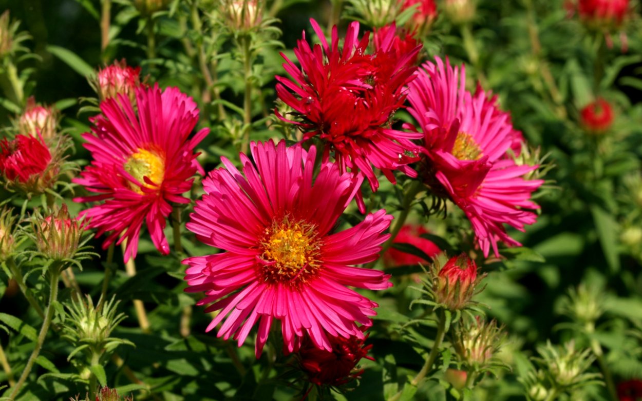 Астра новоанглийская "Alma Poetschke"