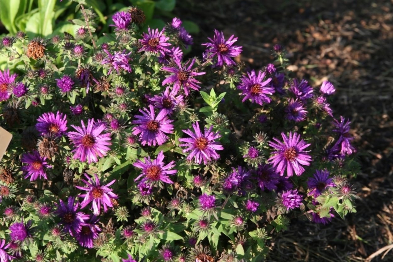 Астра новобельгийская Winston Churchill