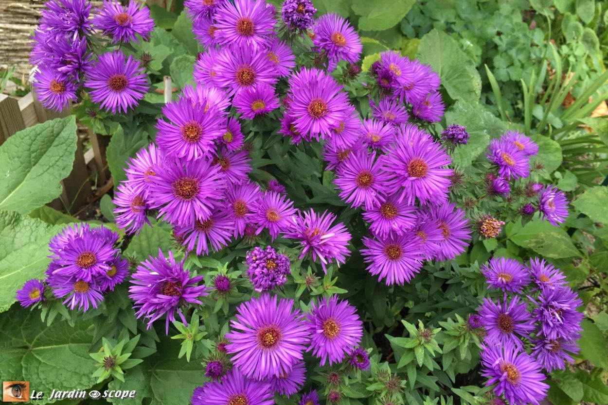 Астра новоанглийская Пурпл Доум