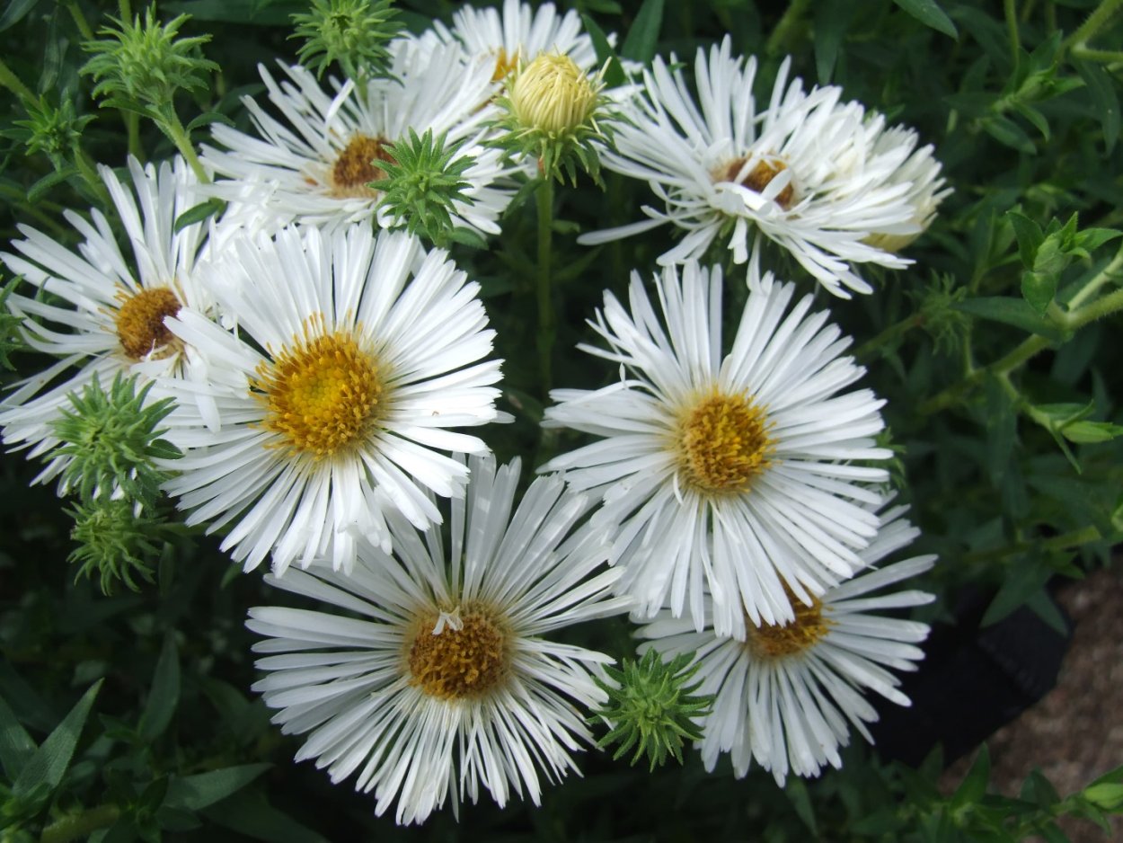 Астра Хербстшнее