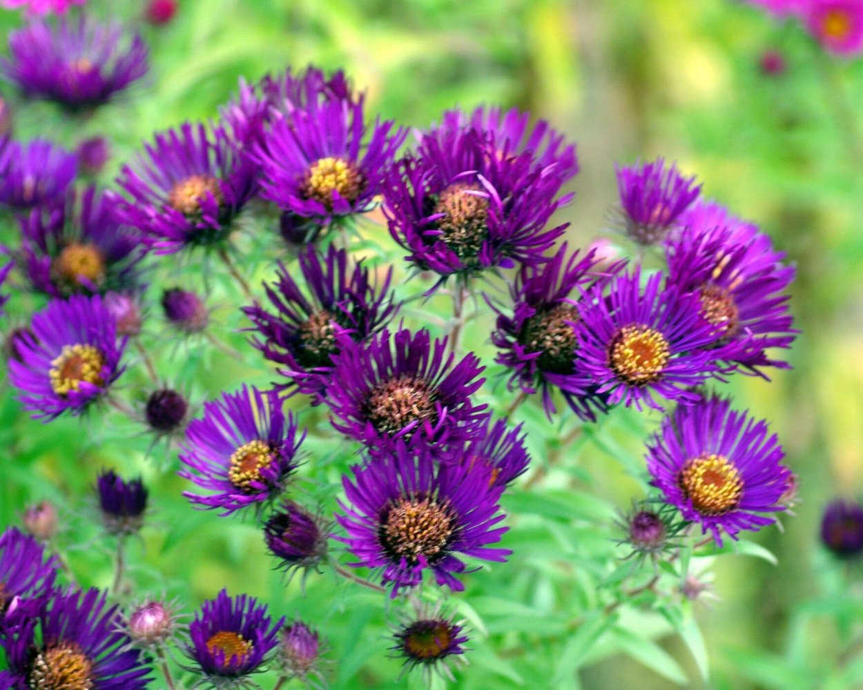 Астра новоанглийская Aster Novae-angliae