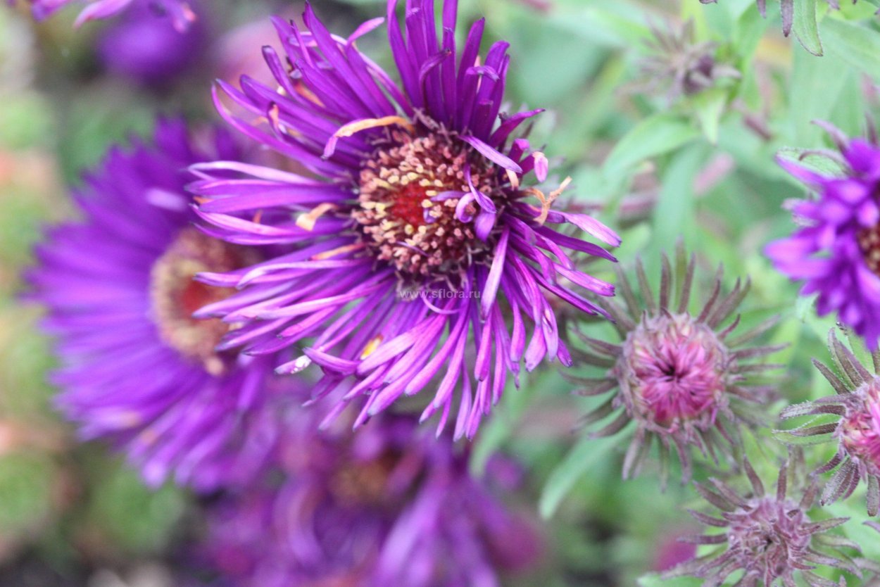 Астра Aster Novae-angliae Helen Picton