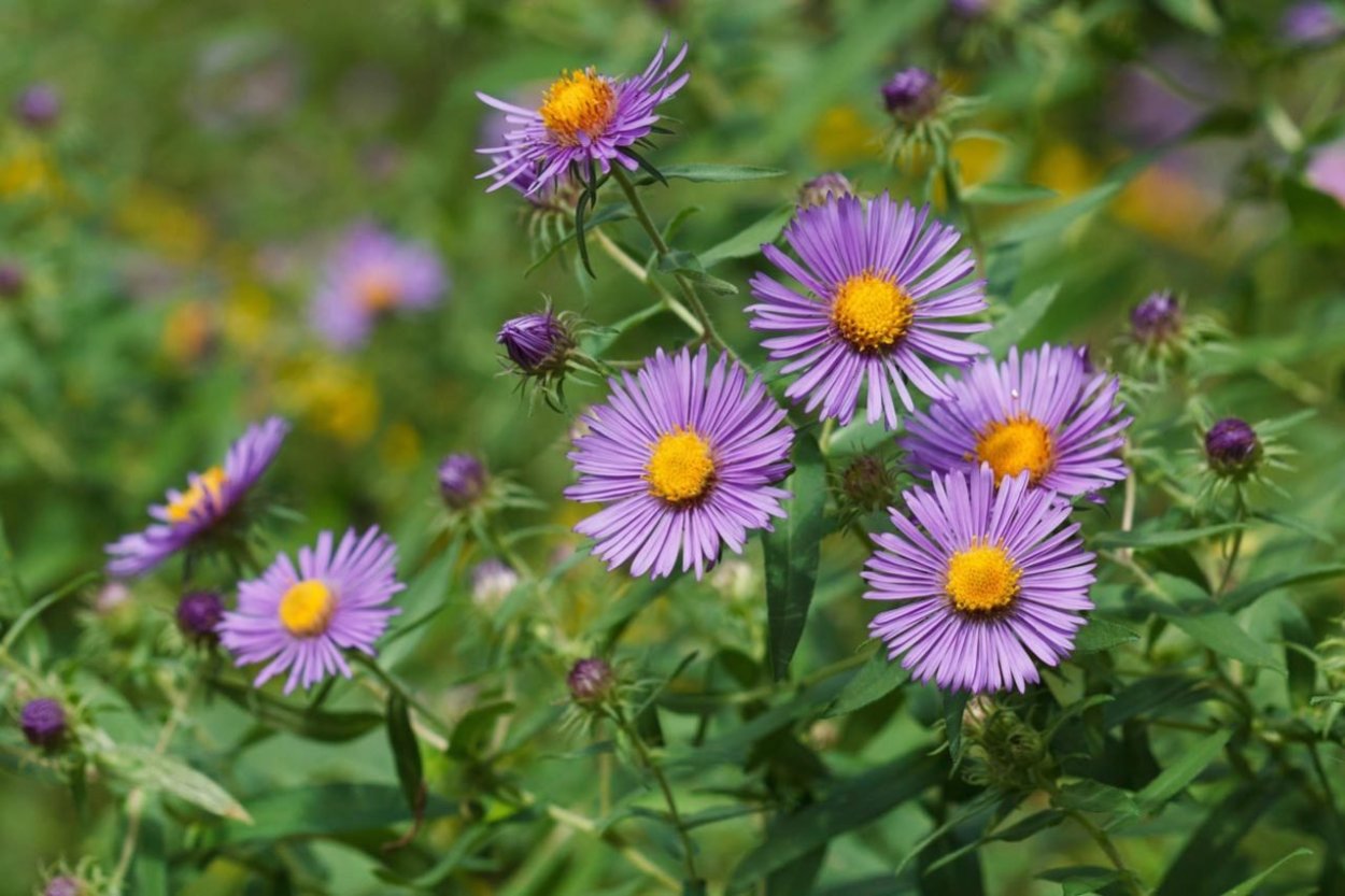 Растение Астра новоанглийская