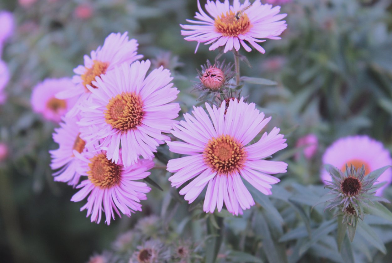 Астра новоанглийская «Rudelsburg»