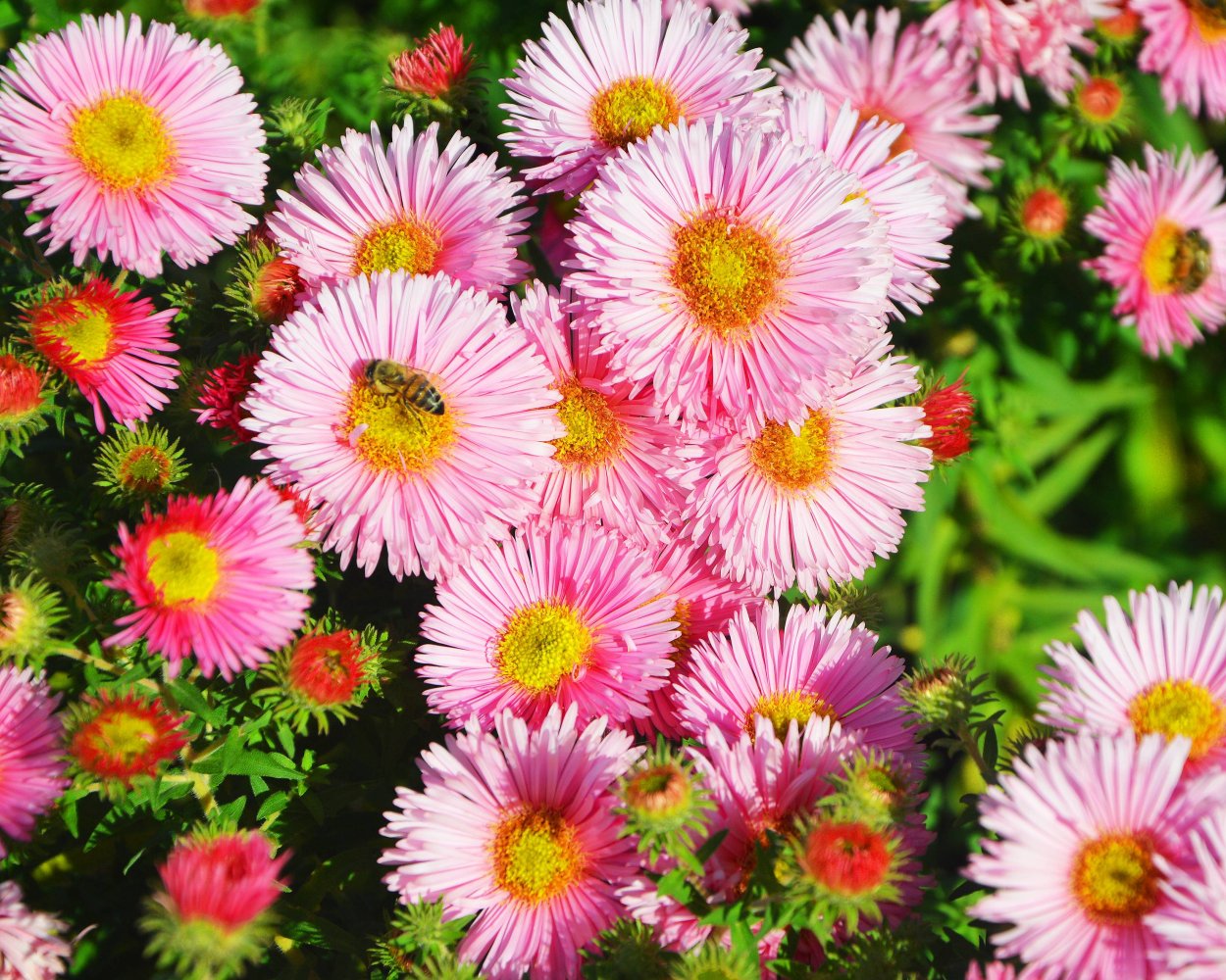 Астра новоанглийская «Rudelsburg»