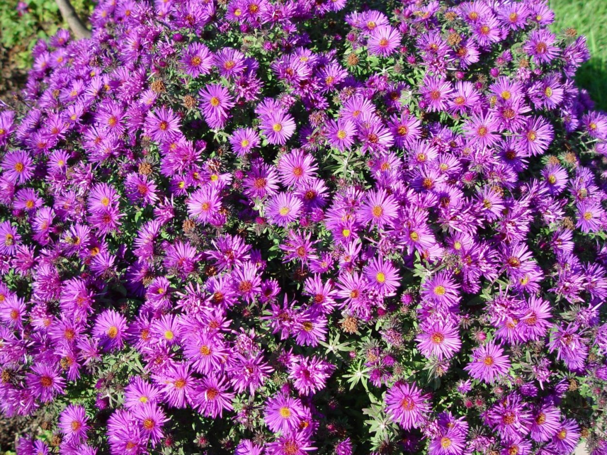 Астра новобельгийская, Aster Novi-Belgii "Winston Churchill",