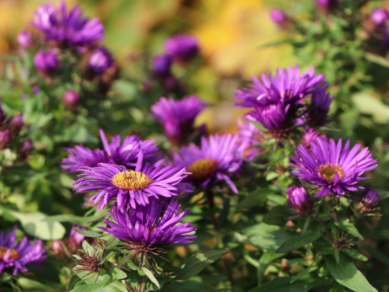 Астра новоанглийская Вайбрант Доум