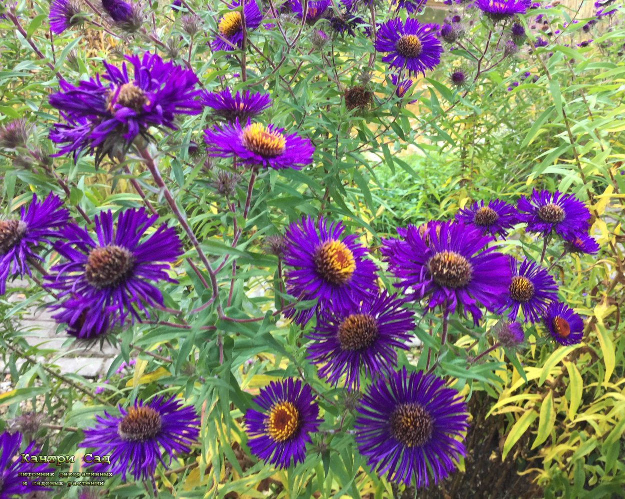 Астра многолетняя новоанглийская