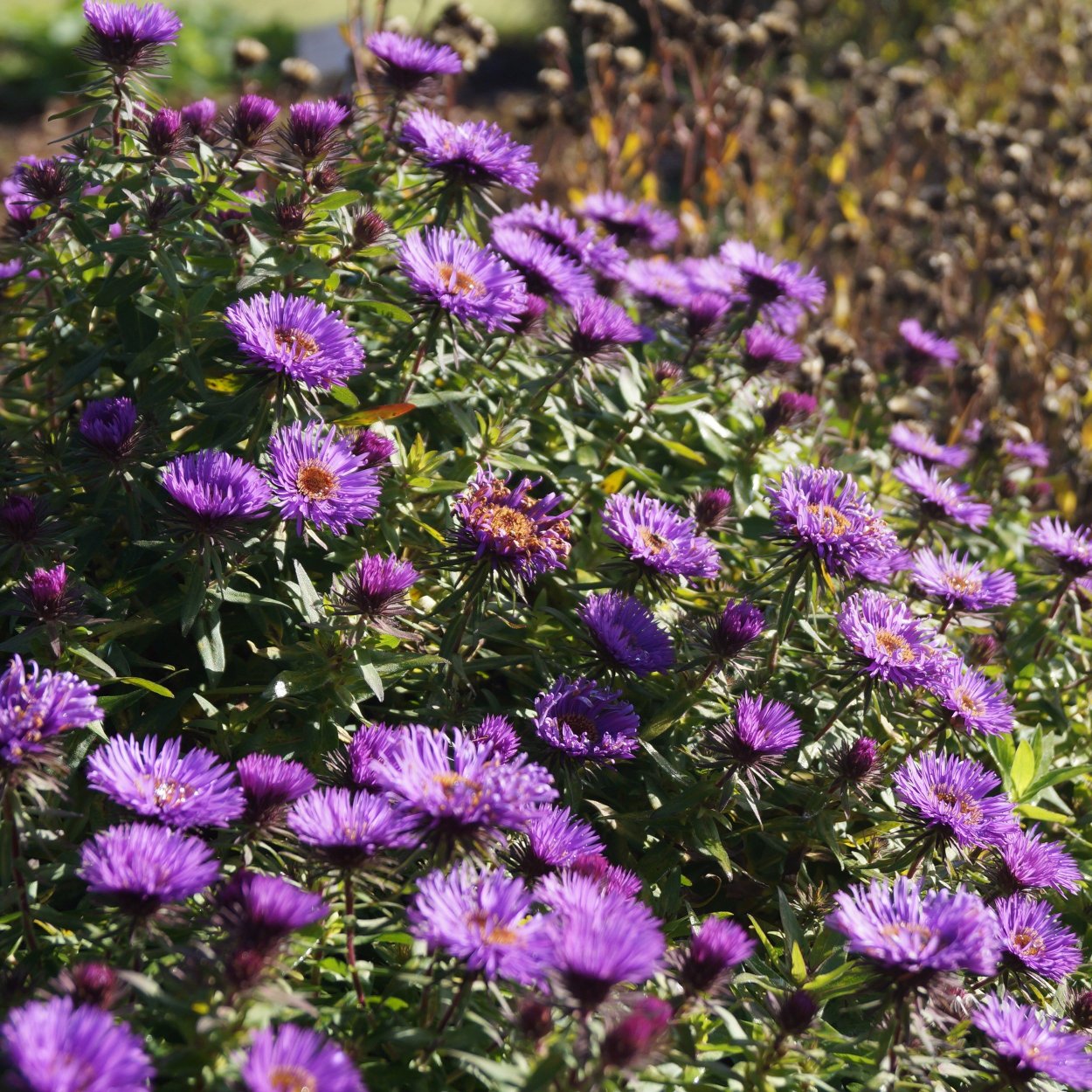 Астра новобельгийская Пурпл Доум