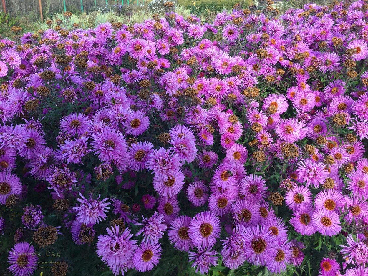 Астра новобельгийская Пинк