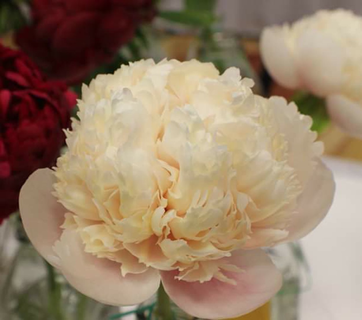 Пион Оуэн Казенс