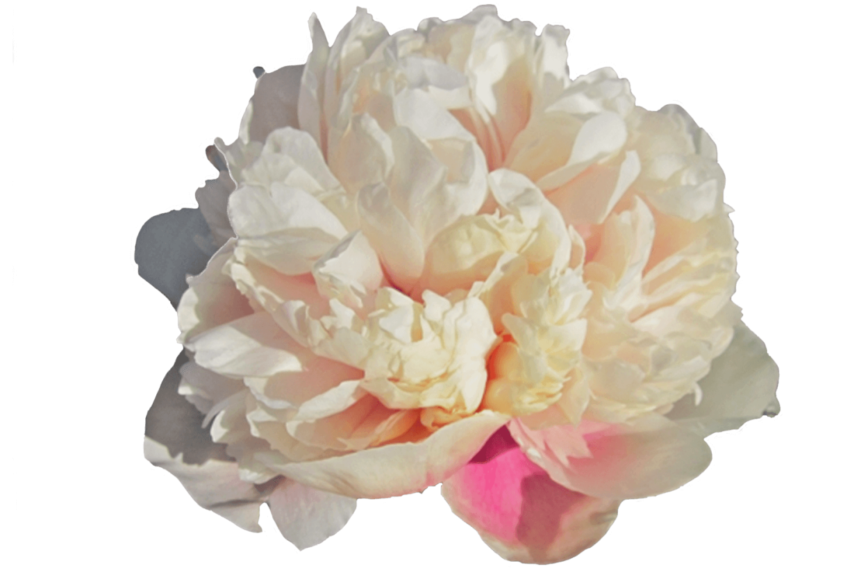 Роза Элина Виксэн Казинс пион