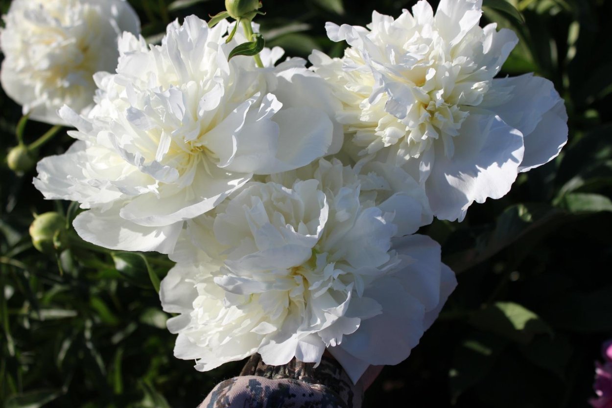 Пион сонома вэлком