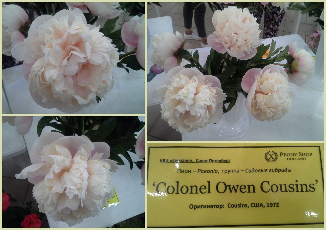 Пион Оуэн Казенс