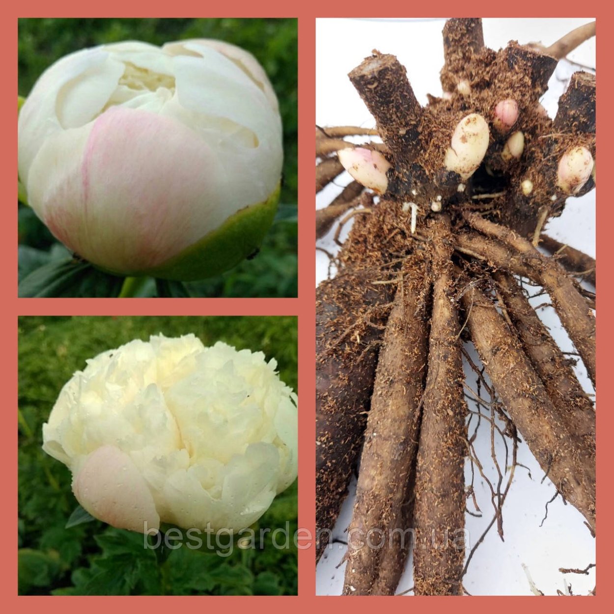 Пион Peekaboo Flash-пион Peekaboo Flash Ито