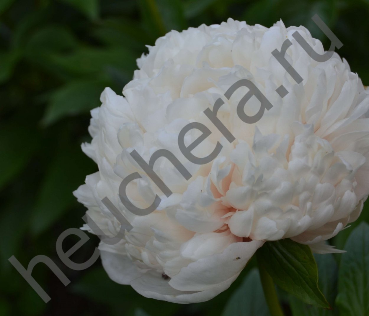 Пион Colonel Owen Kelvin