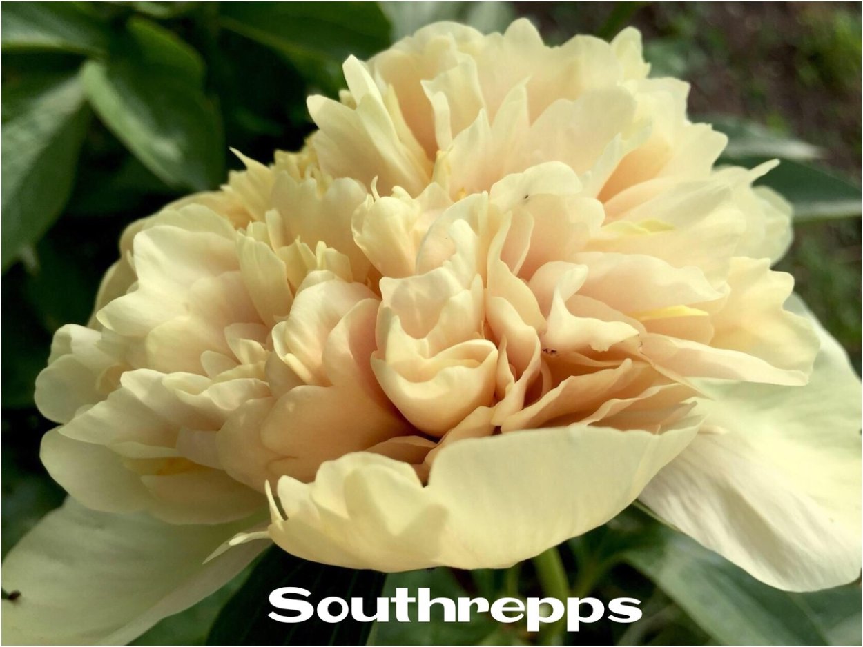 Пион Овенс Казинс