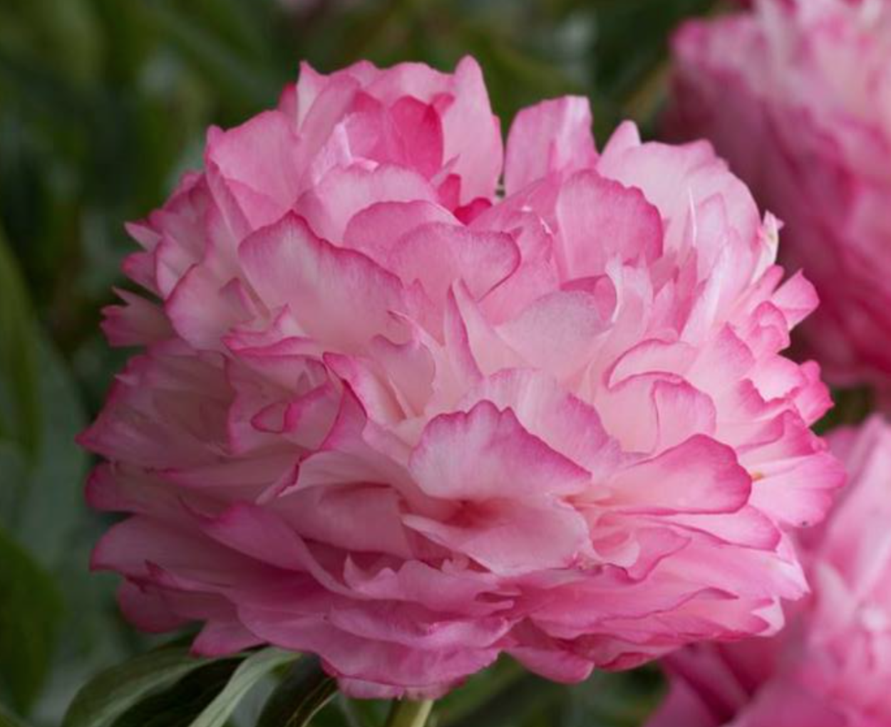 Пион Пастельэлеганс