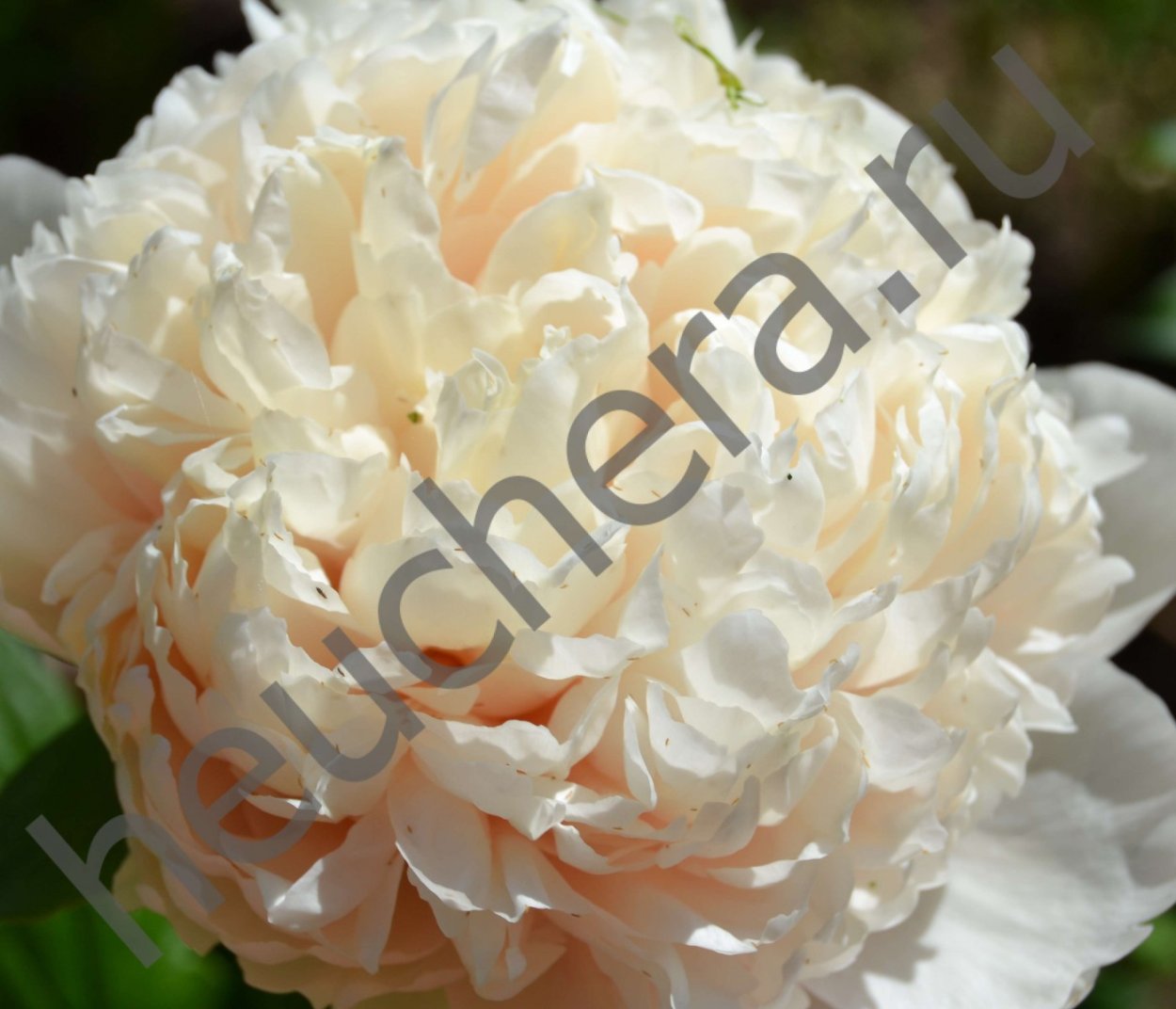 Пион Colonel Owen