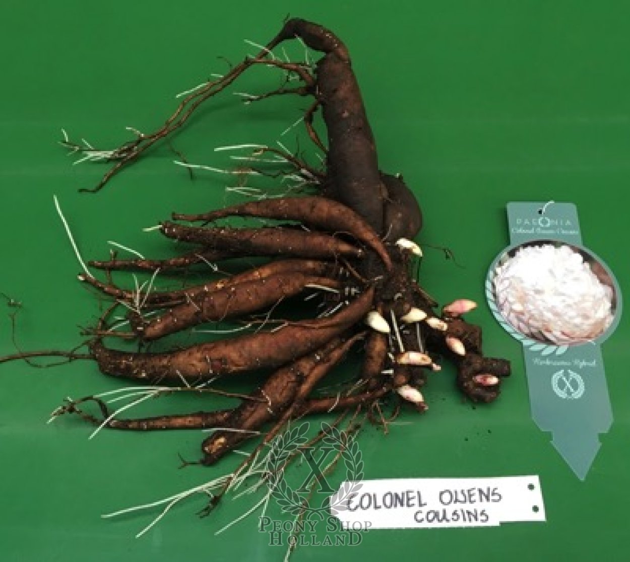 Пионы на Светлом фоне